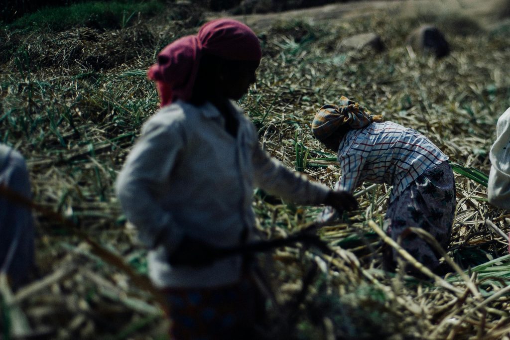 sugar cane farming